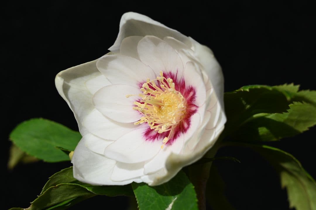 クリスマスローズ　ddホワイトゴールドレッドフラッシュ　加藤農園