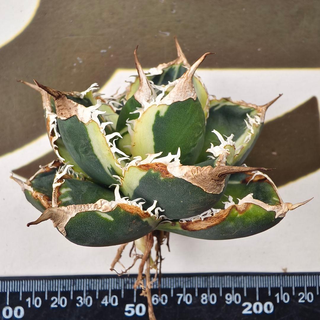 868【上澳園芸】アガベ チタノタSAD 白覆輪斑