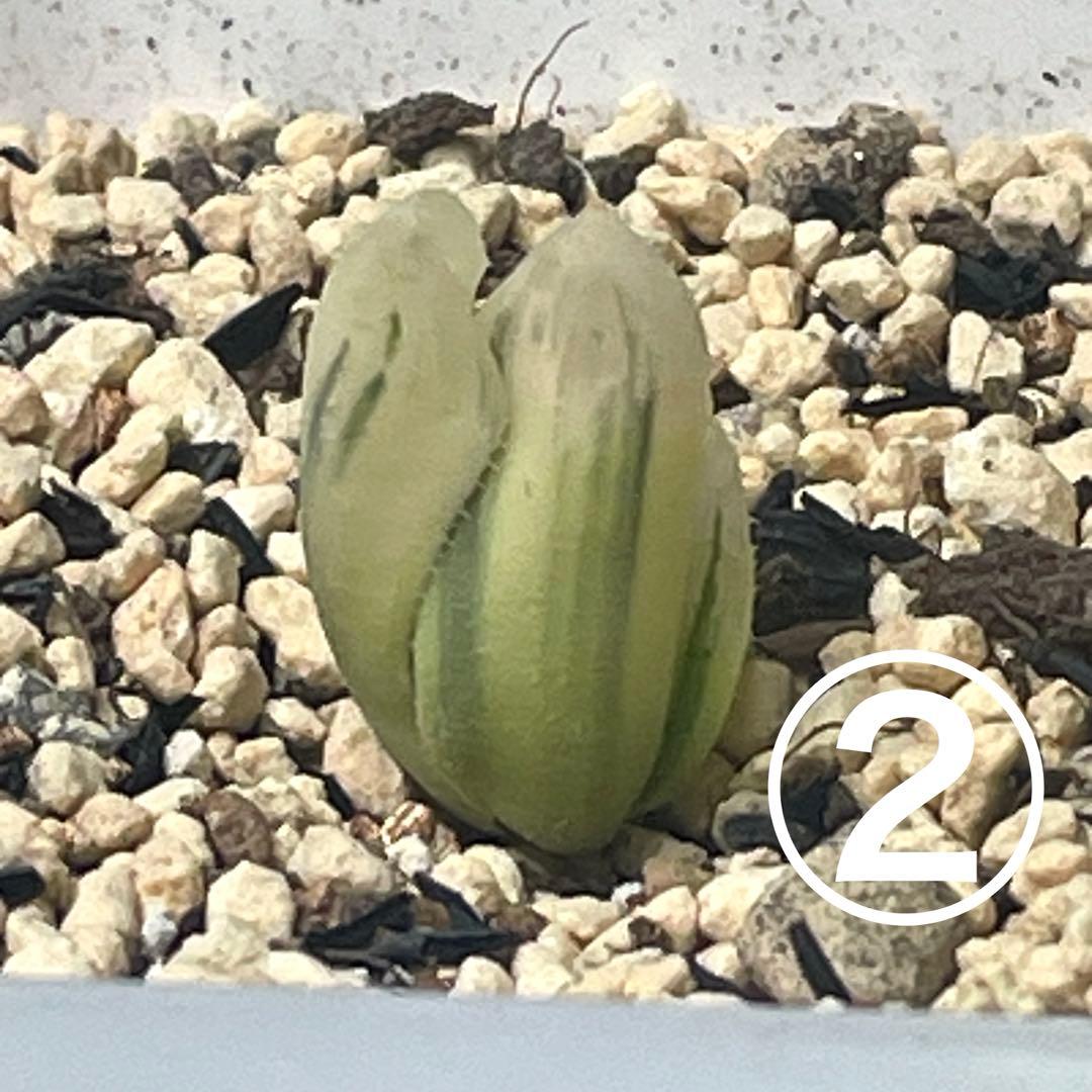 UFOさまご確認用！　ハオルチア　白蛇伝