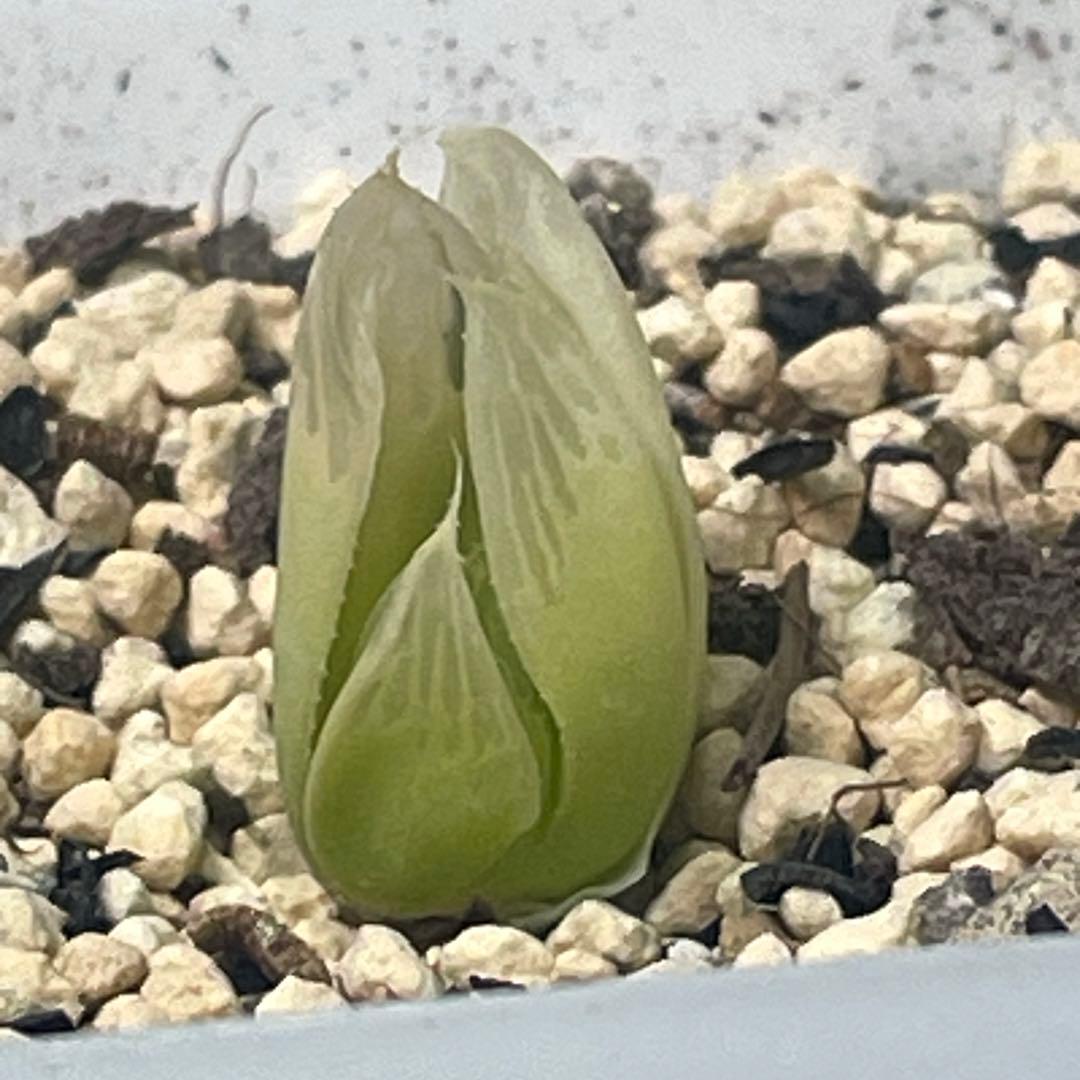 UFOさまご確認用！　ハオルチア　白蛇伝