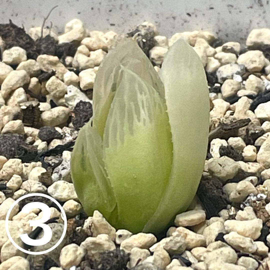 UFOさまご確認用！　ハオルチア　白蛇伝