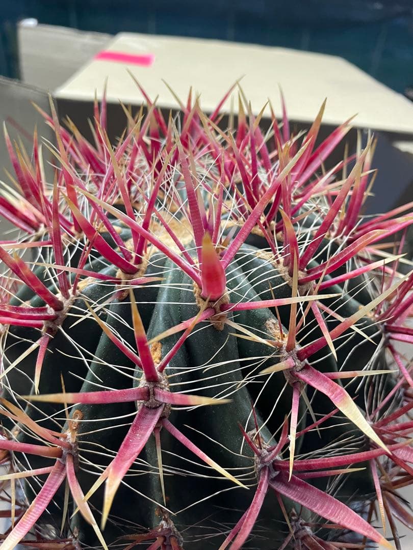 サボテン フェロカクタス 神仙玉 古株 大株 巨大 お正月特価