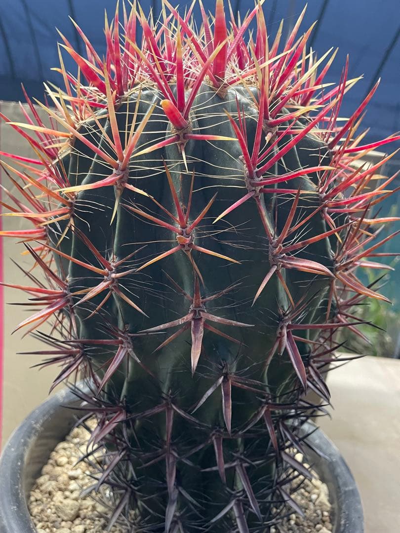 サボテン フェロカクタス 神仙玉 古株 大株 巨大 お正月特価