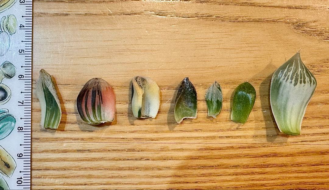 ハオルチア　葉挿し苗セット