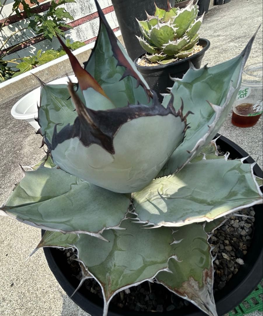 Agave titanota US 青葉 親株出品 W約30CM〜(オアハカ
