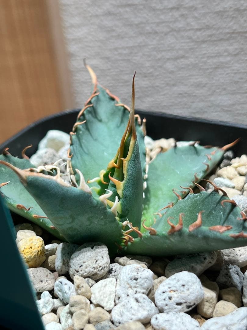 【最終】エボリスピナ× BB hybrid ハイブリッド①発根活着