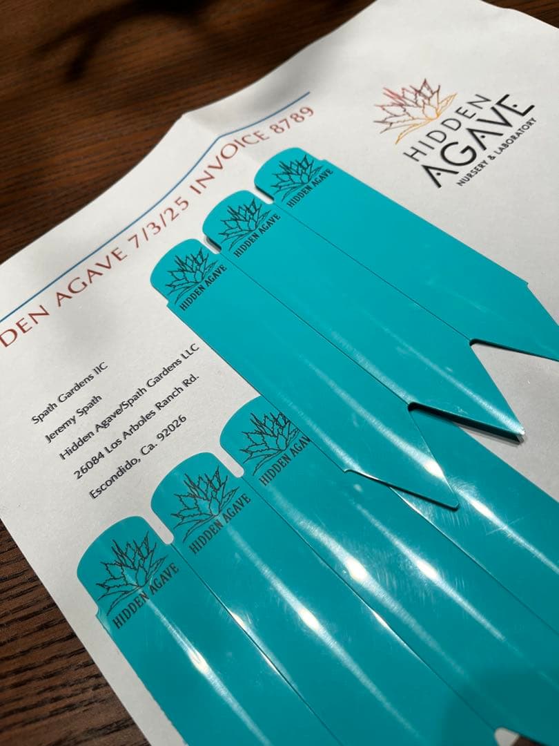 【最終】エボリスピナ× BB hybrid ハイブリッド①発根活着