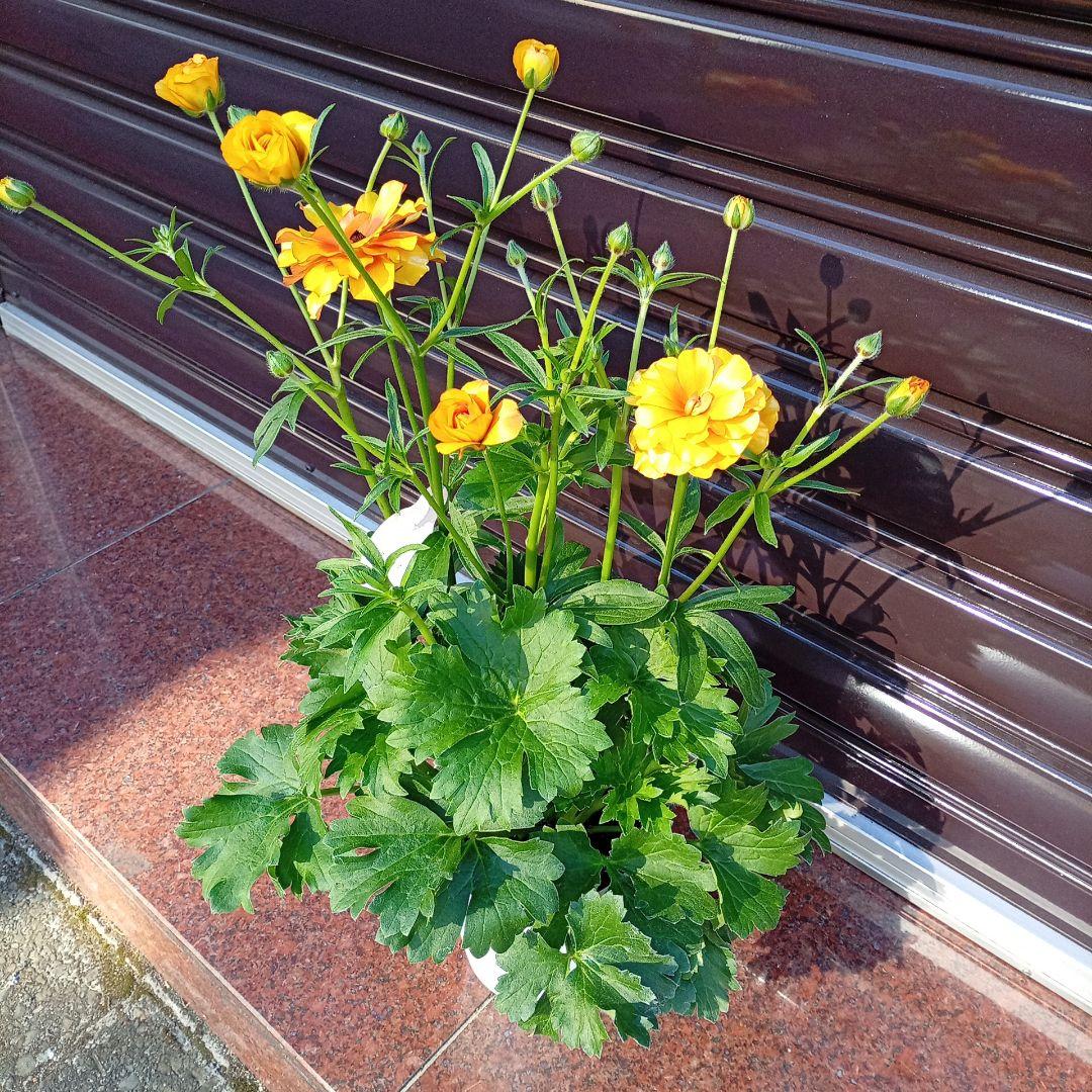 希少品種ラナンキュラスラックス ポスポロス 鉢花5号　60ｃｍ　現物発送