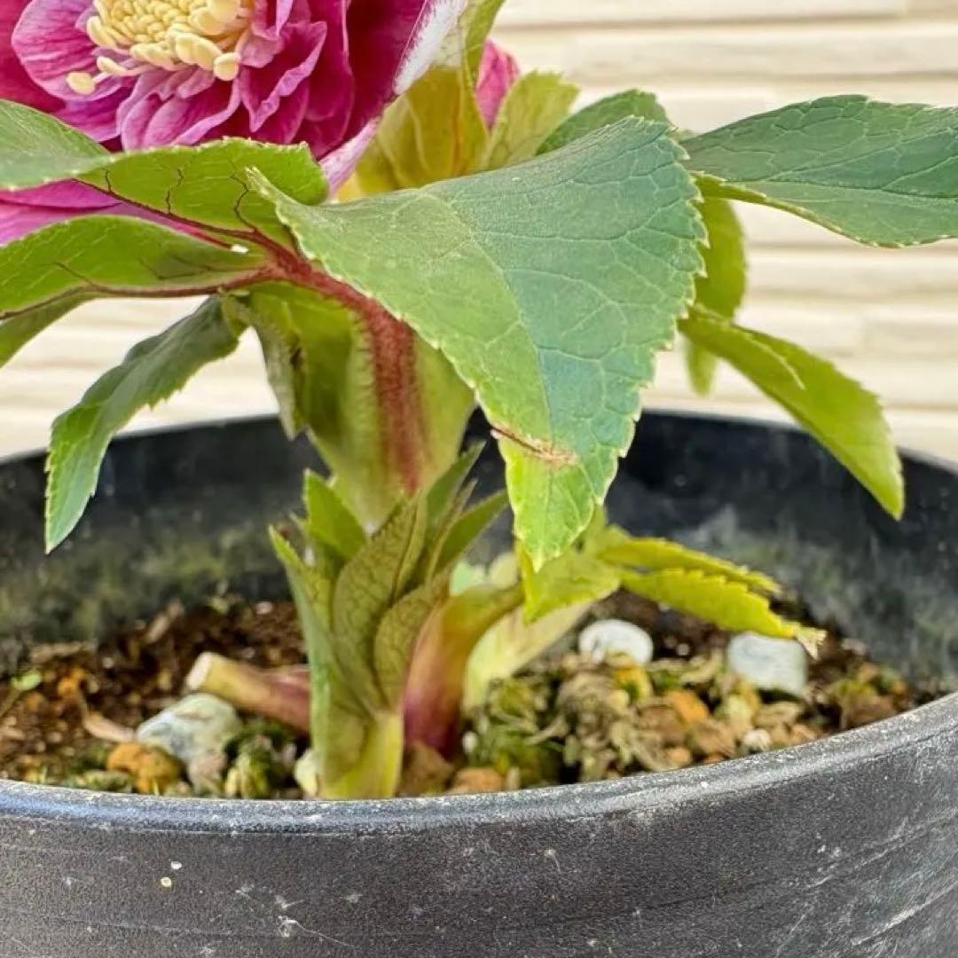 広瀬園芸　クリスマスローズ