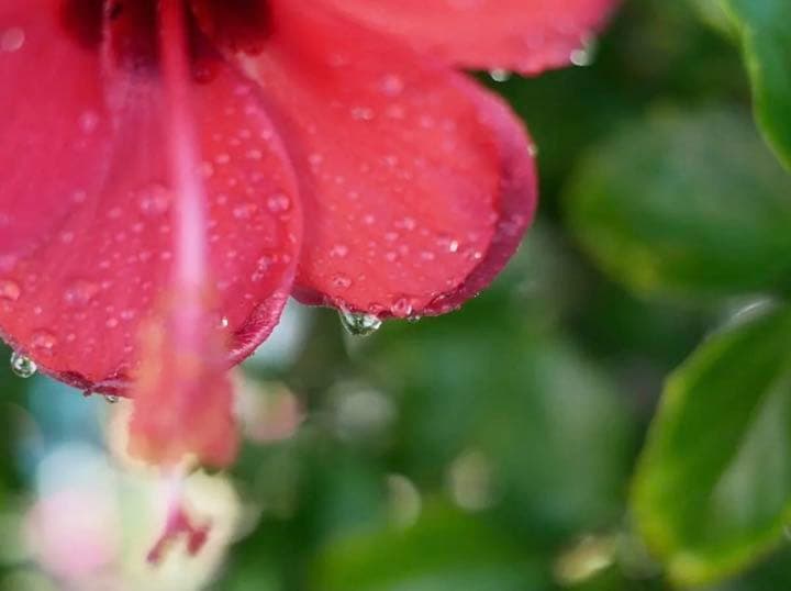 OLYMPUS penシリーズ対応 25mm  F1.8 初心者OK！おすすめ！