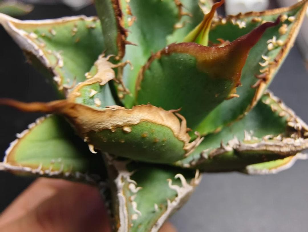 プ*ん様 アガベ チタノタ 麻花龍 極上強棘 特選美株 ブツブツ コレクシ Li