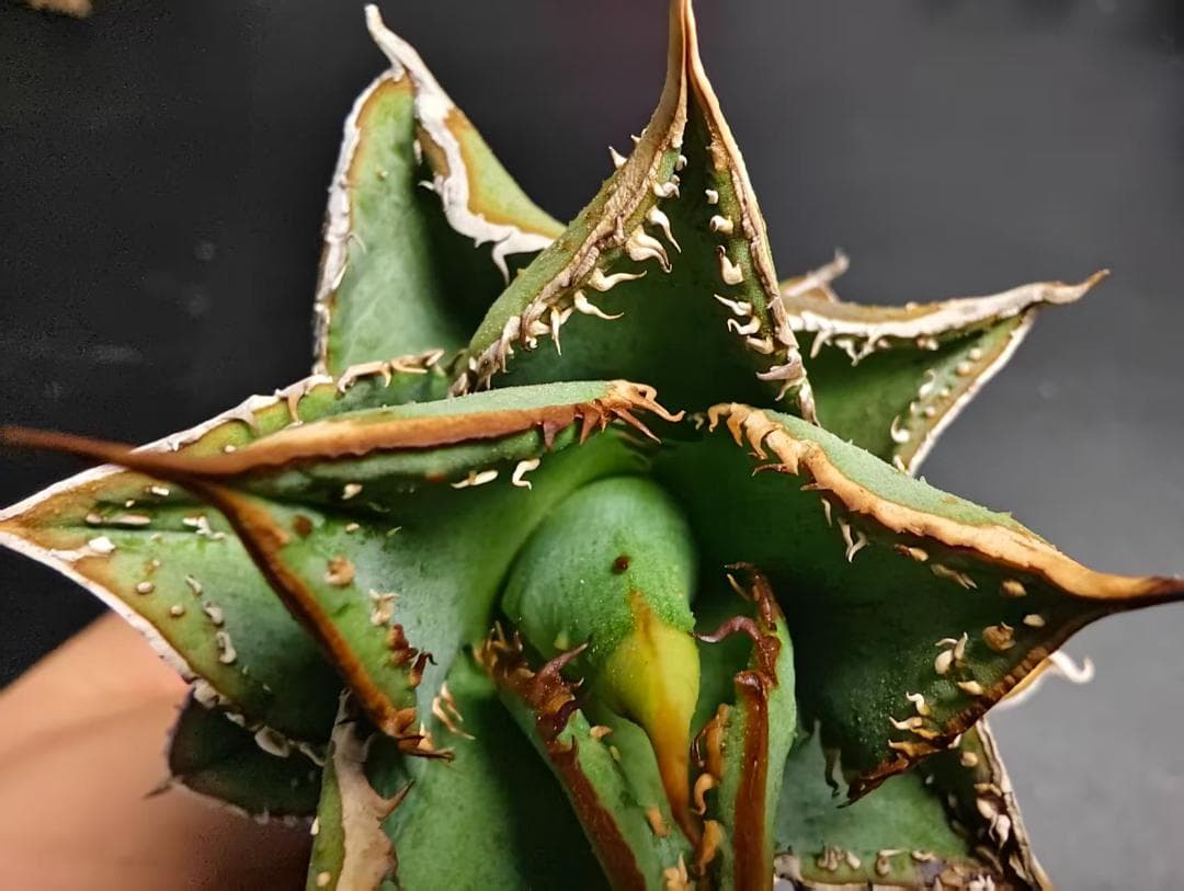 プ*ん様 アガベ チタノタ 麻花龍 極上強棘 特選美株 ブツブツ コレクシ Li