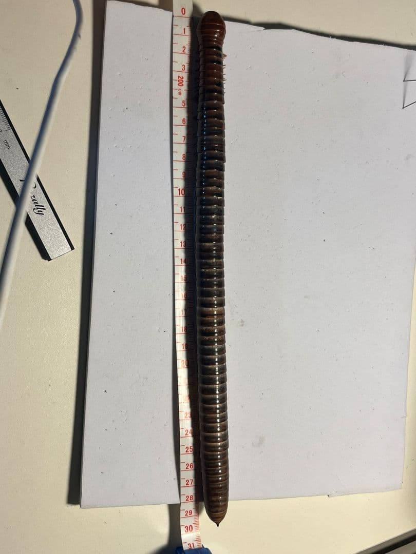 【超特大】ベトナムオオヤスデの標本 昆虫標本 タランチュラ ムカデ センチピード