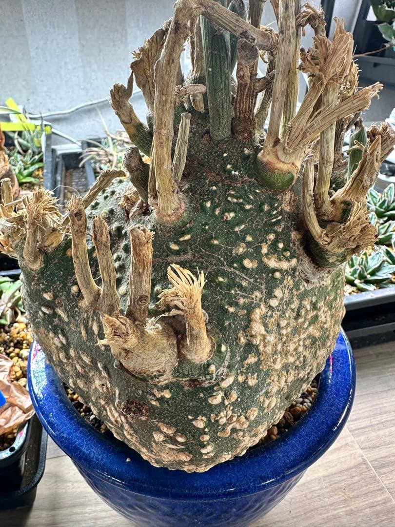 アデニア グロボーサ　超特大　枝数多め　※発根済み