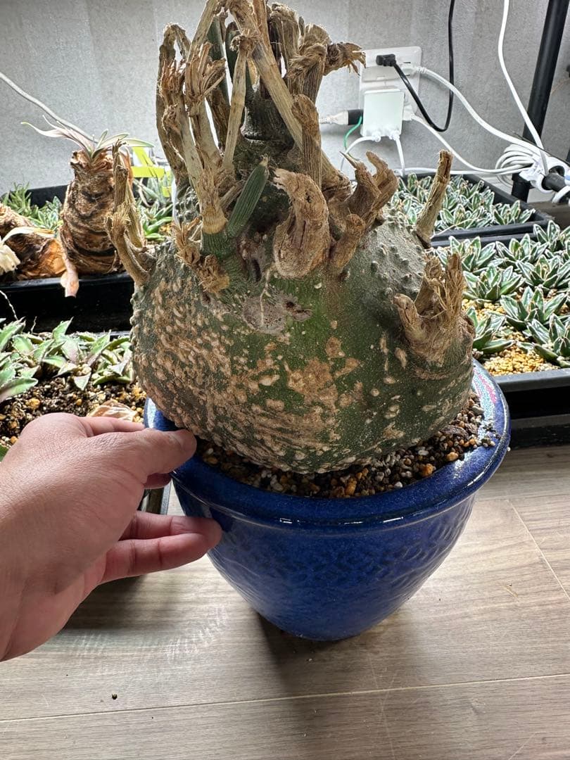 アデニア グロボーサ　超特大　枝数多め　※発根済み