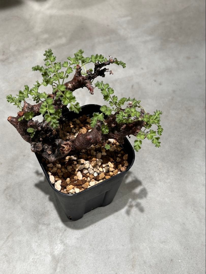 ペラルゴニウム　アルテルナンス