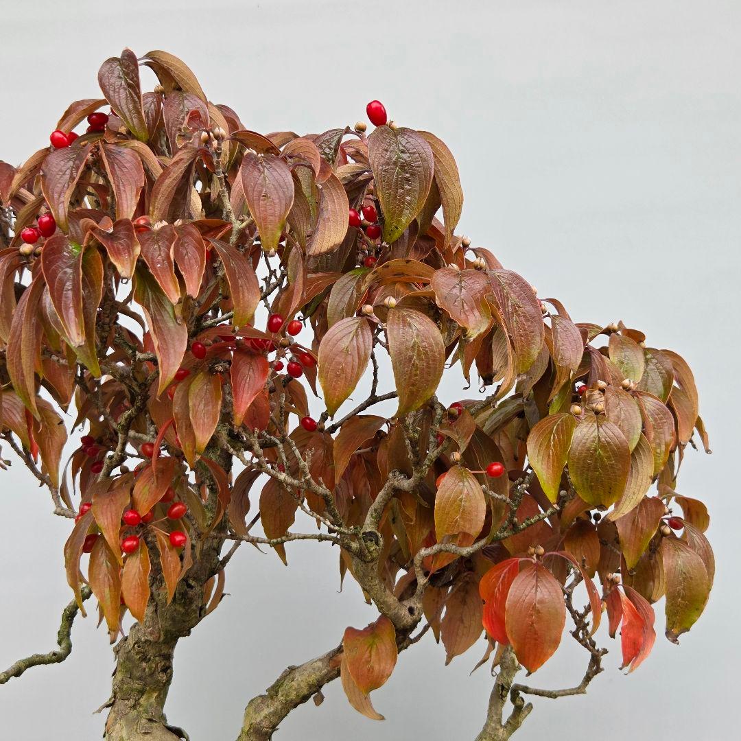 サンシュユ　[株立ち木]　中品盆栽