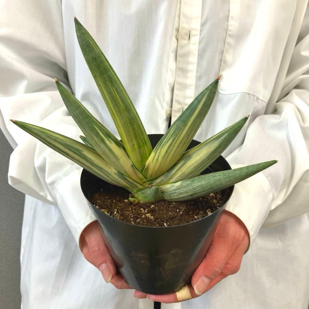 超絶希少❗️サンスベリア　雪女✨