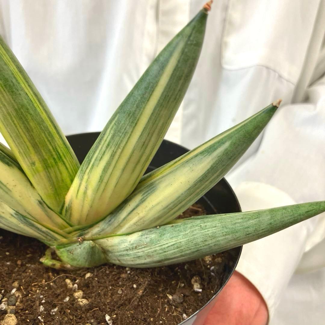 超絶希少❗️サンスベリア　雪女✨