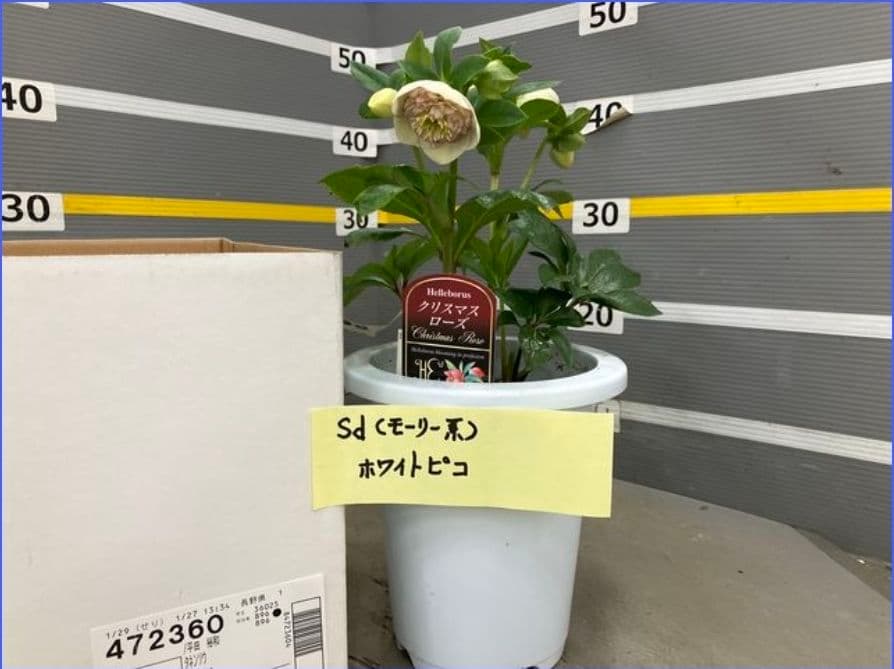 ☆クリスマスローズ☆セミダブル　モーリー系ホワイトピコ☆6号鉢☆