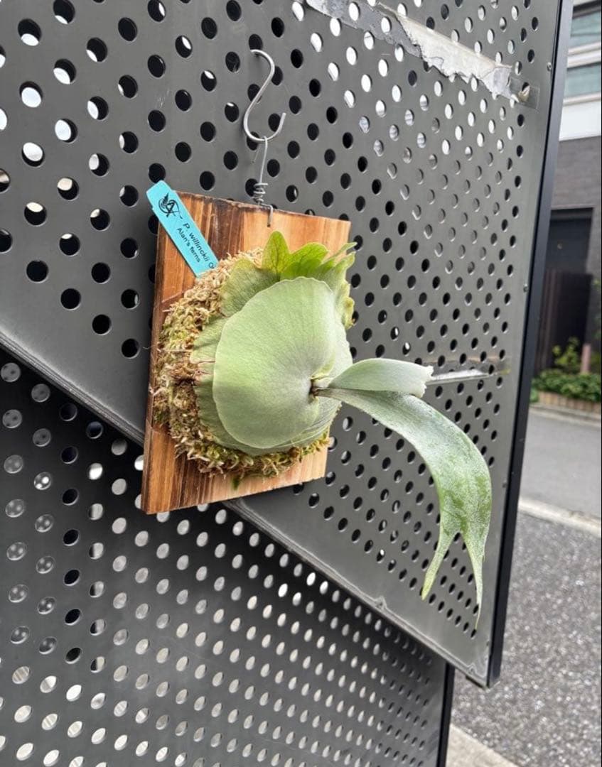 オメガ　シュプール　　セット