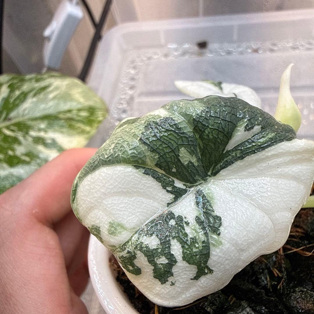 ティファニー アロカシア メロ アルボ