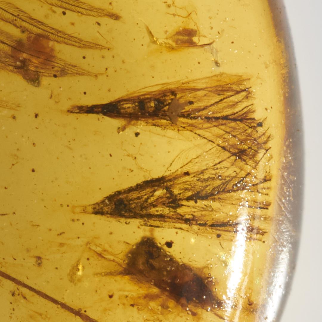 レア極上品 PA145虫入り琥珀化石　ミャンマーカムティかタナイ9900万年前