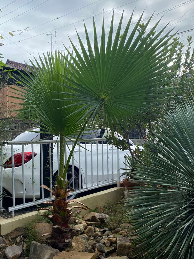 ワシントンヤシ　引き取り限定　愛知県