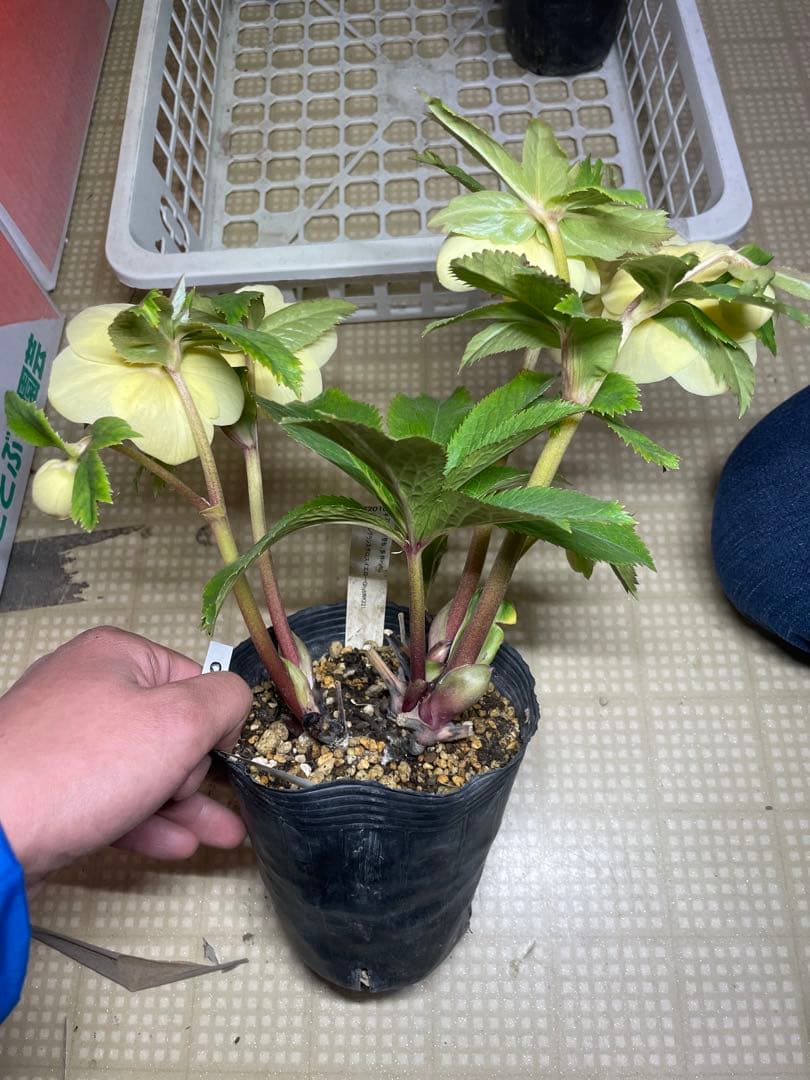 加藤農園 イエロー系 かわいい クリスマスローズ