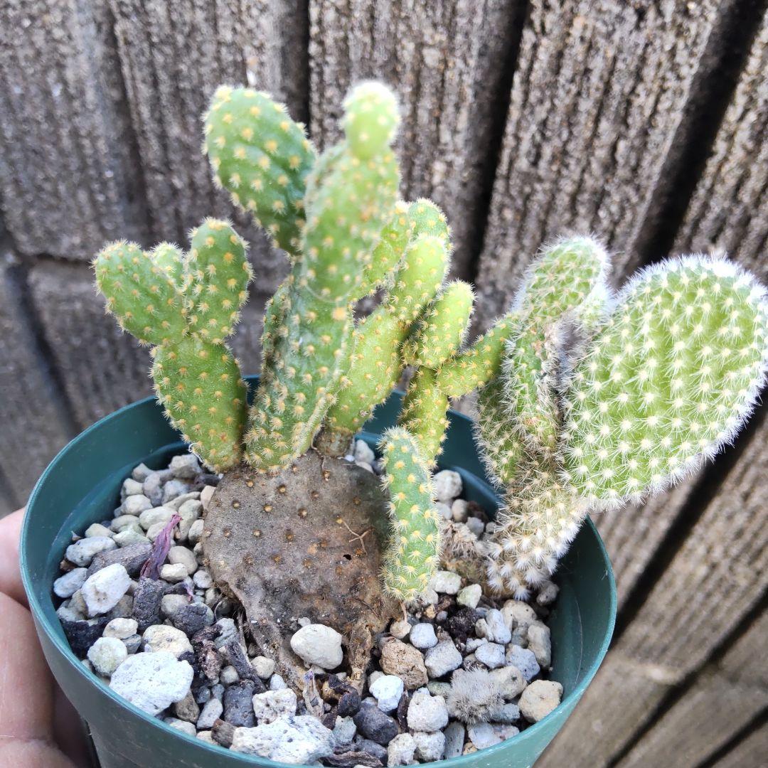 うさぎちゃんの耳 ⭐️バニーカクタス キンエボシ⭐️サボテン 多肉 抜き苗