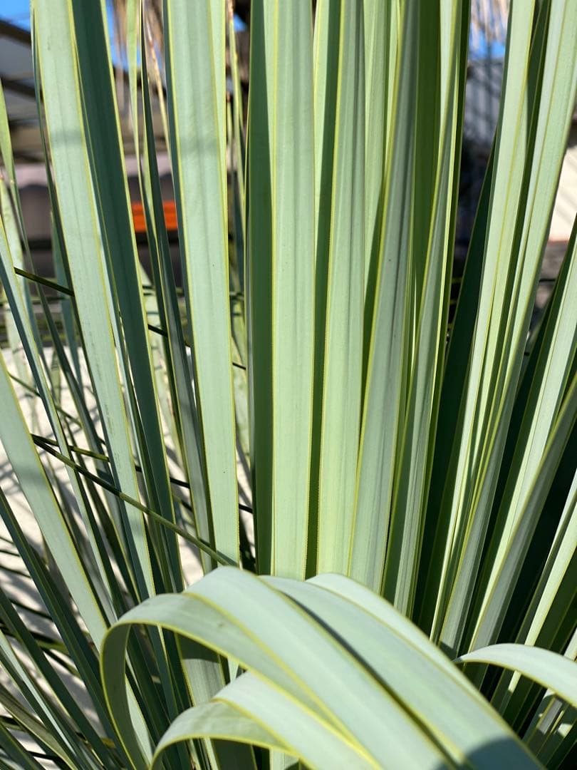 ユッカ　ロストラータ