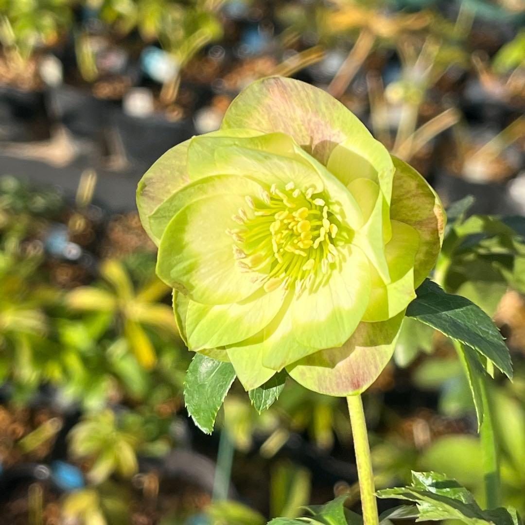 ヒ*イ様 ☘️しっかり株☘️❤️根充実❤️逞しい新葉❤️3204⭐️超レア⭐️利