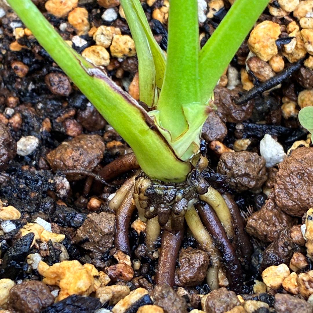 ヒ*イ様 ☘️しっかり株☘️❤️根充実❤️逞しい新葉❤️3204⭐️超レア⭐️利