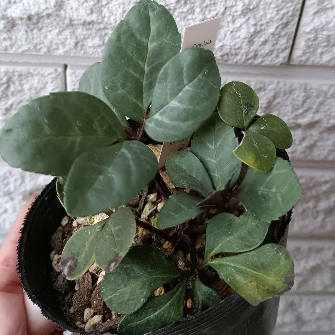 クリスマスローズ　ピンクニゲル　八重　ダブル　苗　鉢　バラ