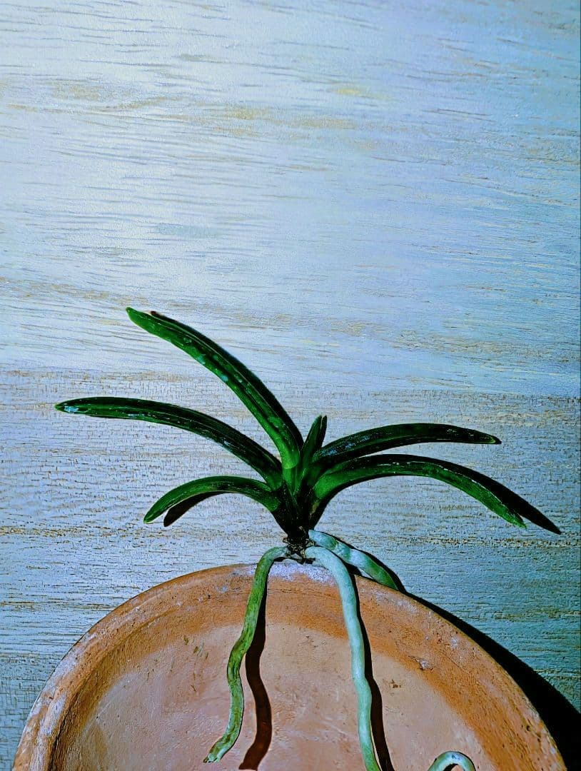 【迎春特別価格品】富貴蘭　漆黒黒牡丹③