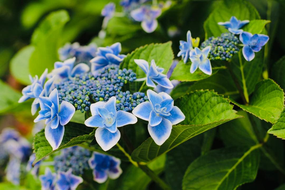 デジタルカメラ Canon EOS Kiss X90 YONGNUO YN50mm F1.8