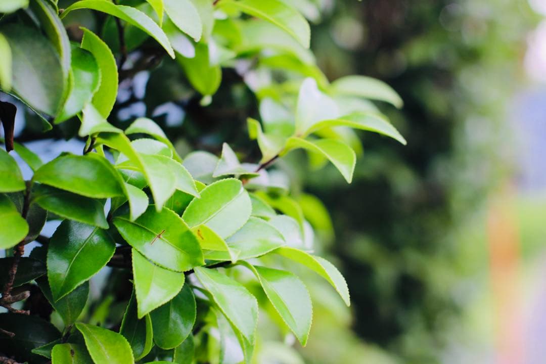 デジタルカメラ Canon EOS Kiss X90 YONGNUO YN50mm F1.8