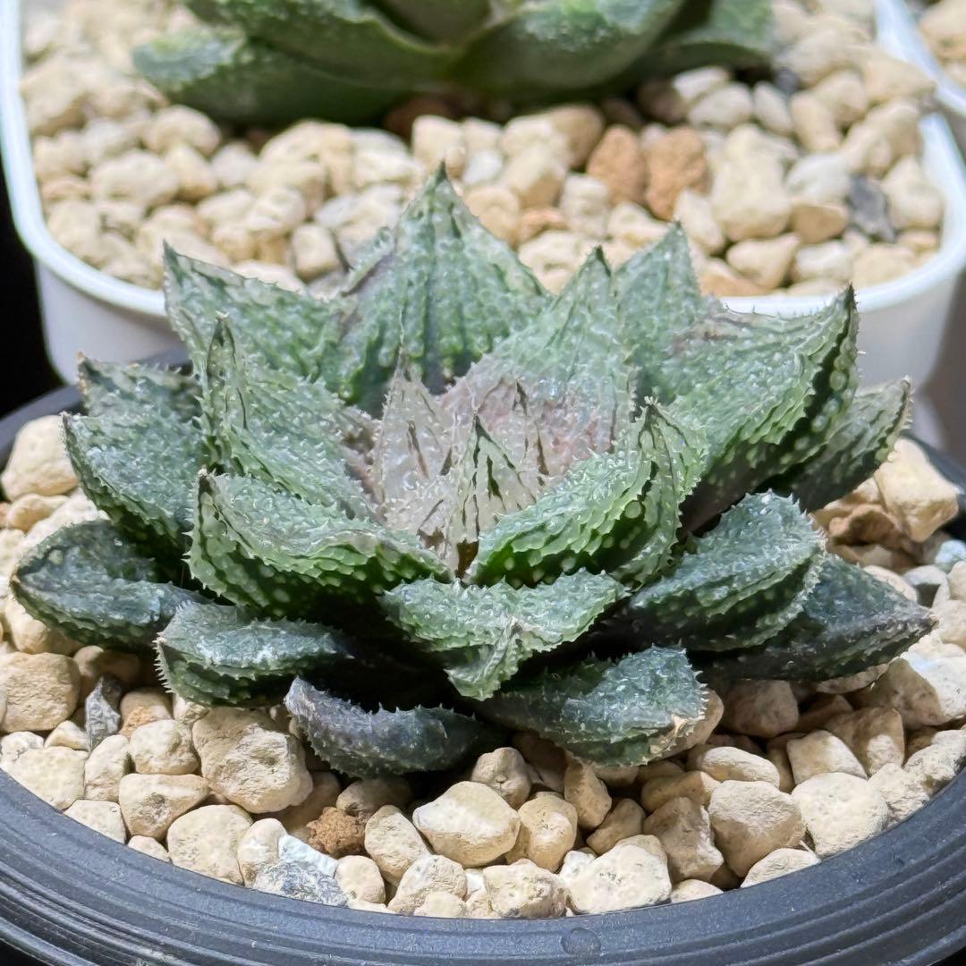 ハオルチア_闇の森