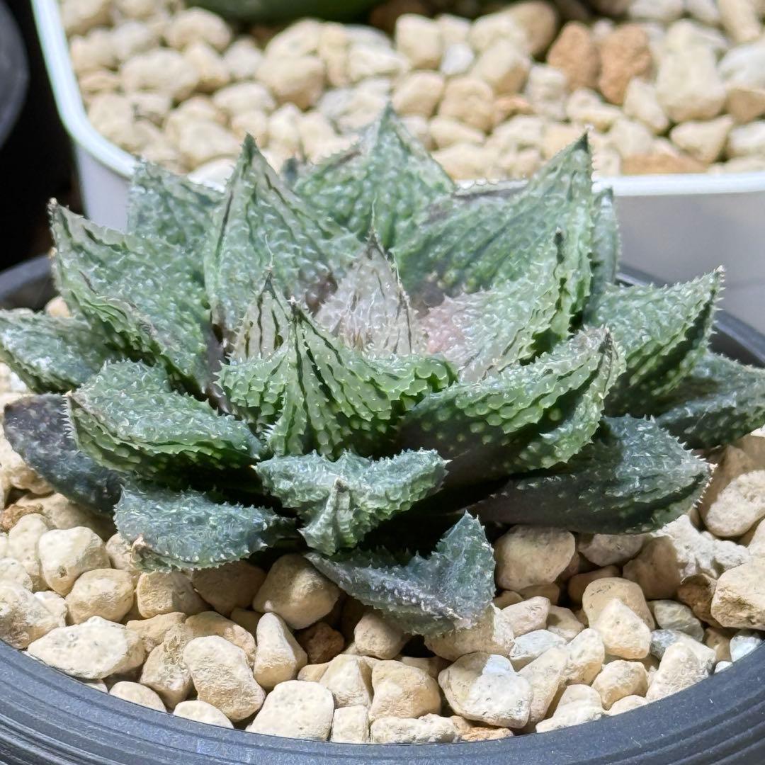 ハオルチア_闇の森