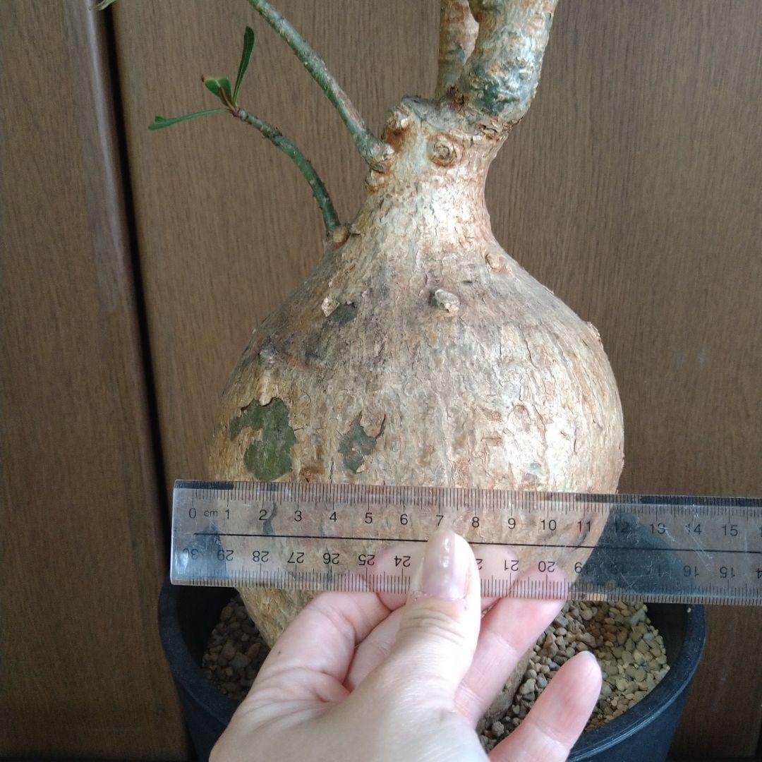 ▲現地球 大株 赤肌 アデニウム ソマレンセ ノバ