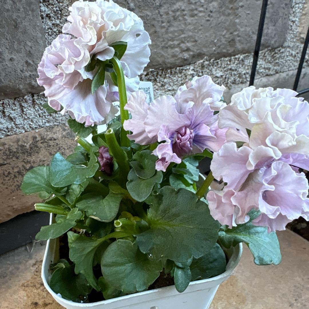 フェデネージュ