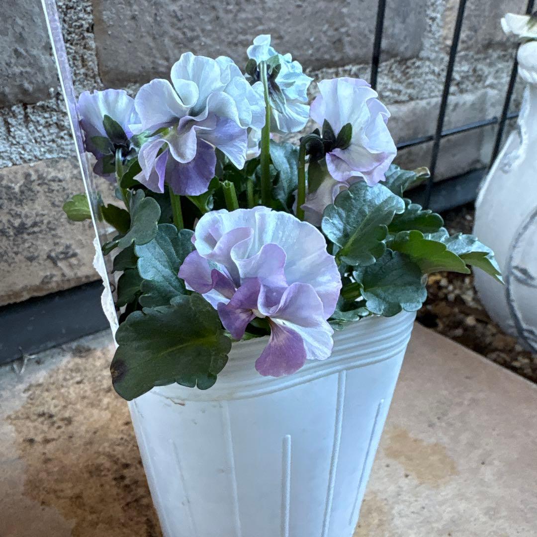 フェデネージュ