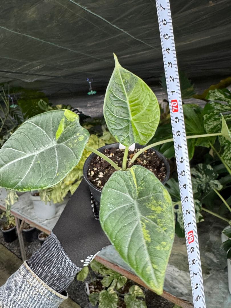 m*o様 11アロカシア　マハラニ　ゴールド　黄斑入り