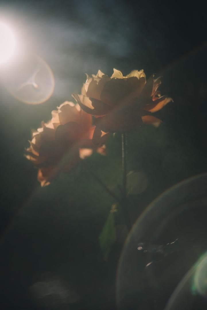 光が滲むライカの癖玉！Leica Summar 50mm f2 オールドレンズ