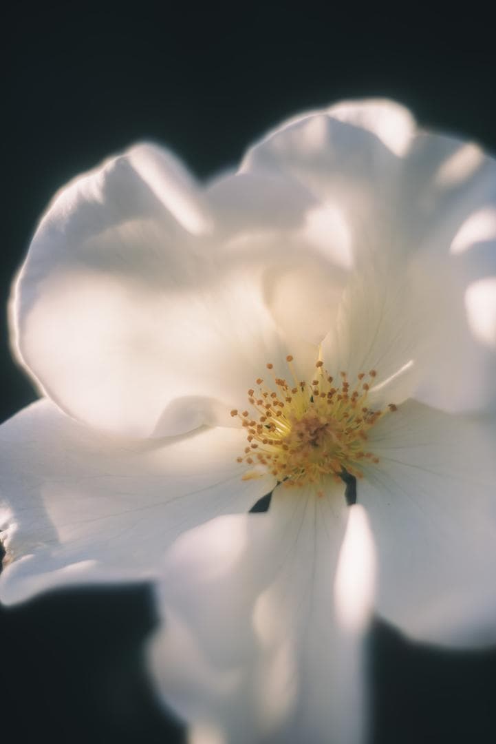 光が滲むライカの癖玉！Leica Summar 50mm f2 オールドレンズ