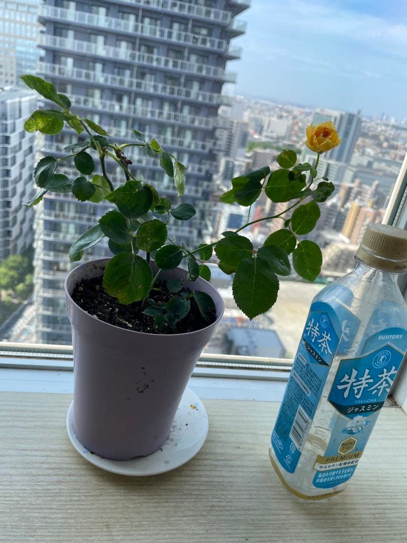 セール！在庫わずか！超強香強健！和バラ　バラ苗