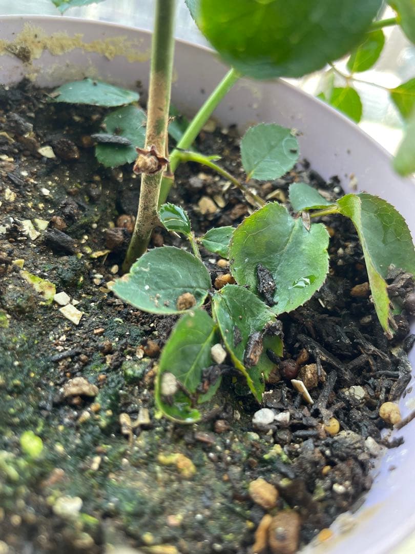 セール！在庫わずか！超強香強健！和バラ　バラ苗