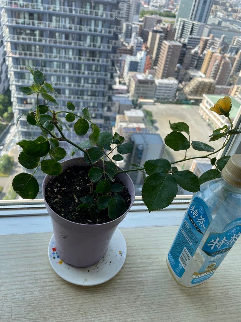 セール！在庫わずか！超強香強健！和バラ　バラ苗