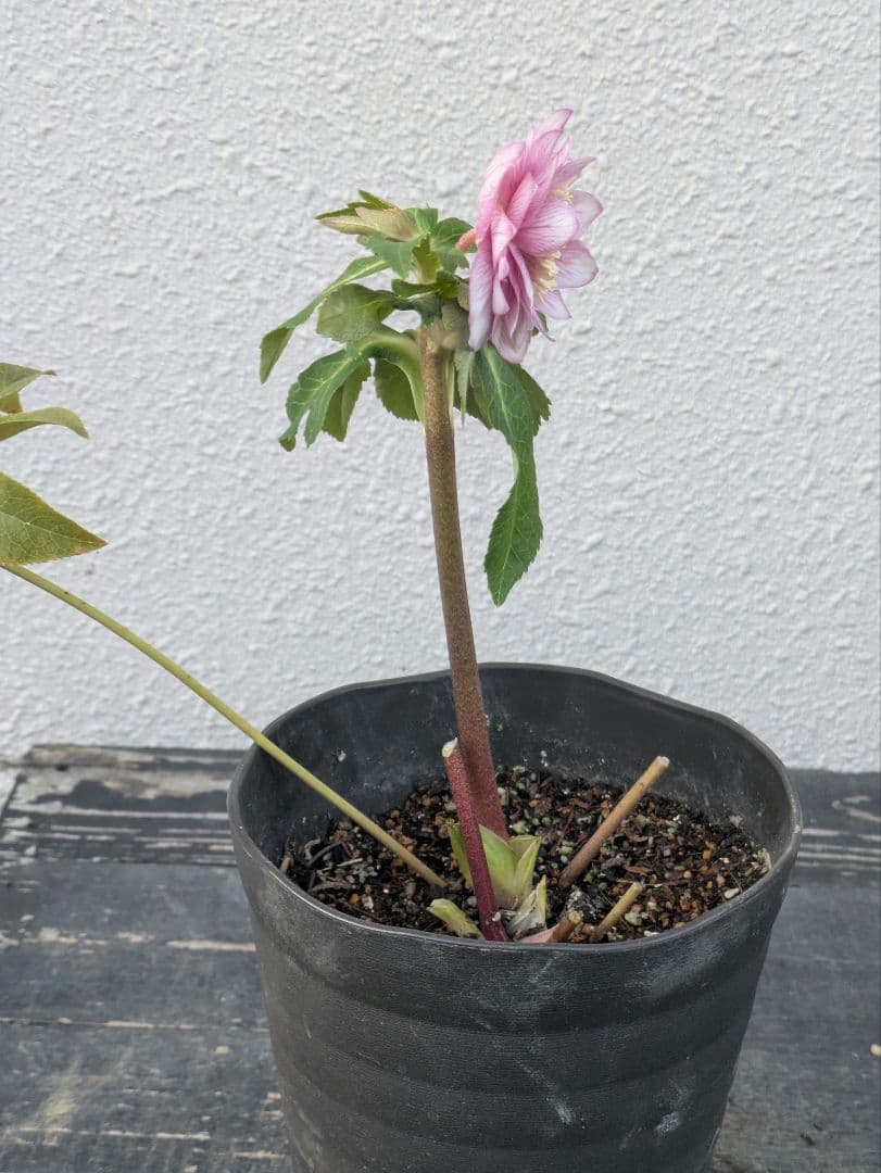 【広瀬園芸】クリスマスローズ　ソレイユ系ピンクグラデーション多弁花