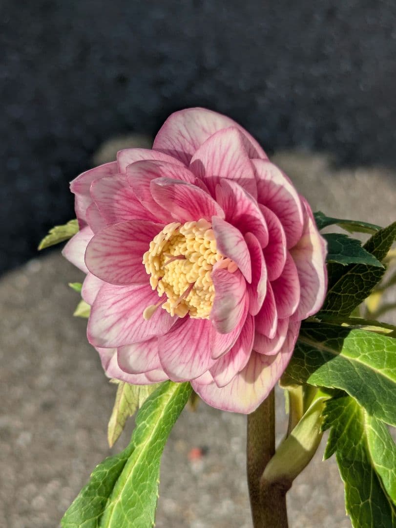 【広瀬園芸】クリスマスローズ　ソレイユ系ピンクグラデーション多弁花